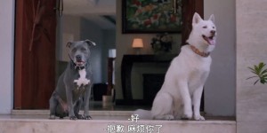[我的流浪狗][HD-MP4/1.6G][中文字幕][1080P][印尼狗狗萌宠喜剧电影]