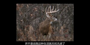 [白尾鹿猎手的遗产][HD-MKV/1.35GB][英语中字][1080P][精彩刺激的父子重拾感情之旅]
