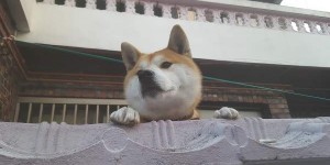 饲主分享萌宠柴犬饲成长纪录 柴犬萌行为令人爱到不行