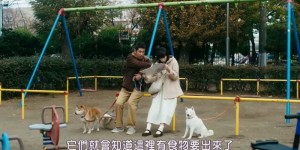 [柴犬公园][HD-MP4/1.7G][日语中字][720P][日本人的遛狗日常闲谈]