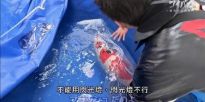 [鲤鱼痴从日本爱知走向世界][HD-MP4/1G][日语中字][1080P][走向世界的日本锦鲤]