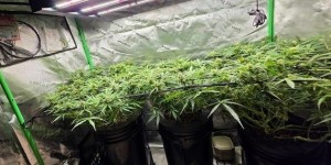 继BTS后今年第二组！CORTIS迷你二辑《GREENGREEN》达成三百万销量