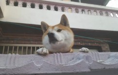 饲主分享萌宠柴犬饲成长纪录 柴犬萌行为令人爱到不行