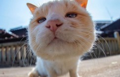 奇妙的视角！日网友特摄《猫体屁屁写真》大放送猫皇的香嫩蛋蛋！
