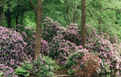Contributor Magazine , Chanel“In Bloom”Photography by Magnus Magnusson ​​​​
