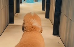 羅志祥扮朱碧石太驚悚！愛犬見狀「嚇歪漏尿」　傻眼狂問：我有這麼醜嗎？