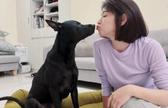 米可白幫浪貓節育挨批「不是真心愛動物」！曬狗媽媽乾癟照痛喊：終結孩子的悲歌