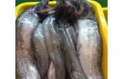 楊丞琳吃的豆腐魚「台灣也有」！樣貌、台式經典吃法曝光　口感超特殊