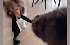 瑤瑤復合了？飛韓國「回男友家看愛犬」1句話洩兩人關係　網嗨：去探親囉