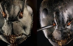 螞蟻正面特寫照嚇壞網！極恐怖「獠牙、紅觸角」宛如怪物　作品獲顯微攝影獎全網瘋傳