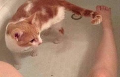是它《超爱看人类如厕的猫咪》，是被味道吸引还是本性驱使呢？