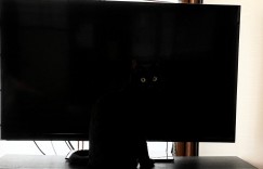 擅长隐藏的喵星人！《看不到脸部表情的黑猫》黑麻麻一团完全看不出它在想什么！