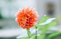 语不惊人死不休（278）上了985、211的孩子就了不起吗？