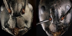 螞蟻正面特寫照嚇壞網！極恐怖「獠牙、紅觸角」宛如怪物　作品獲顯微攝影獎全網瘋傳